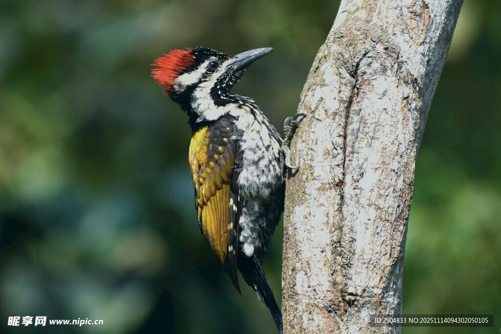 啄木鳥棲息樹干瞬間