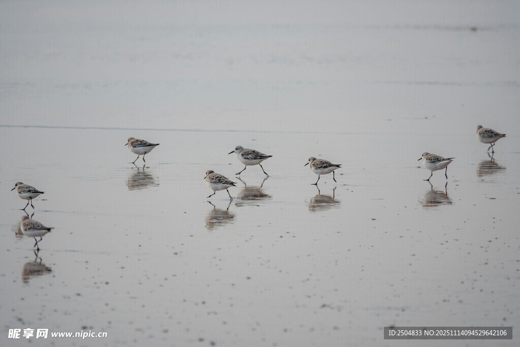 海灘上的群鳥