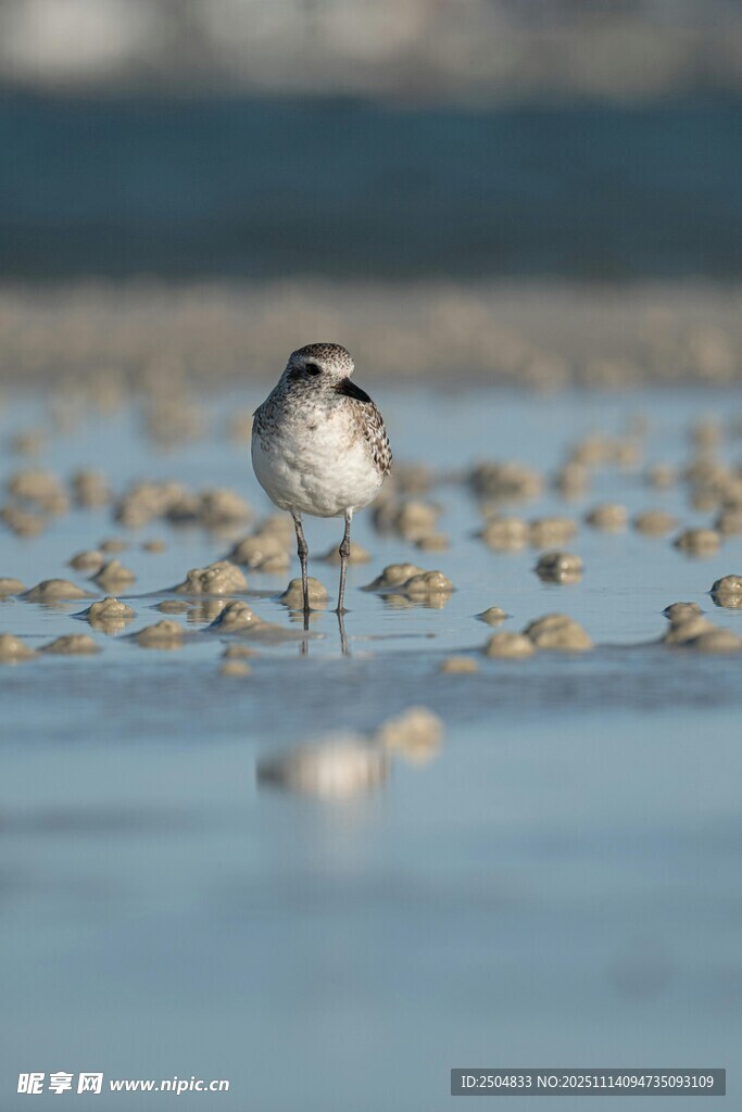 淺灘上的小鳥