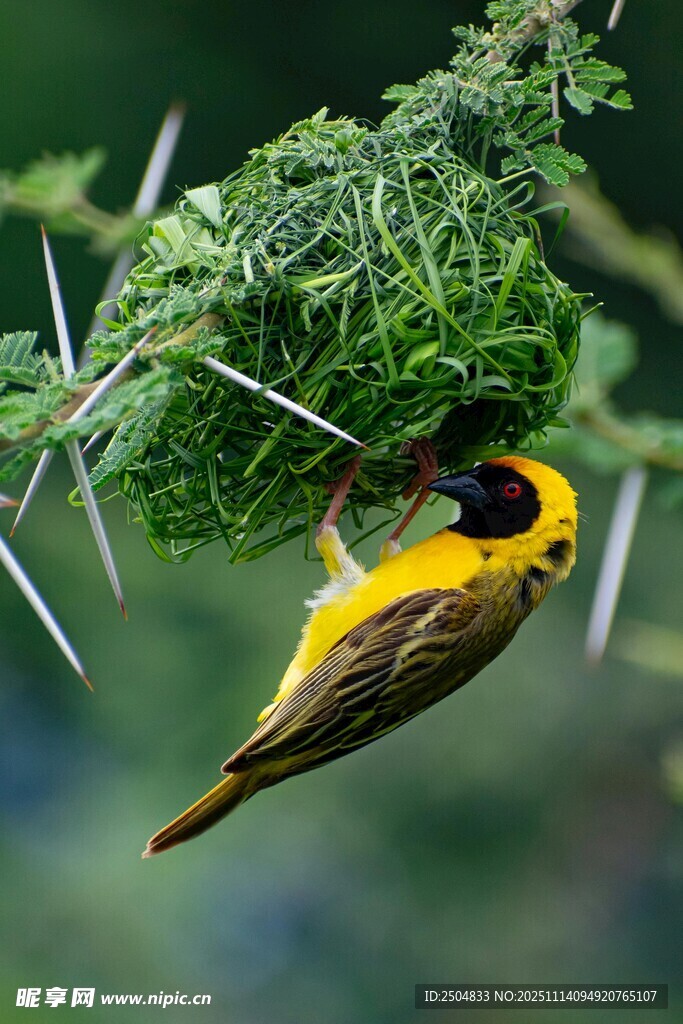 織巢鳥(niǎo)懸掛編織巢穴