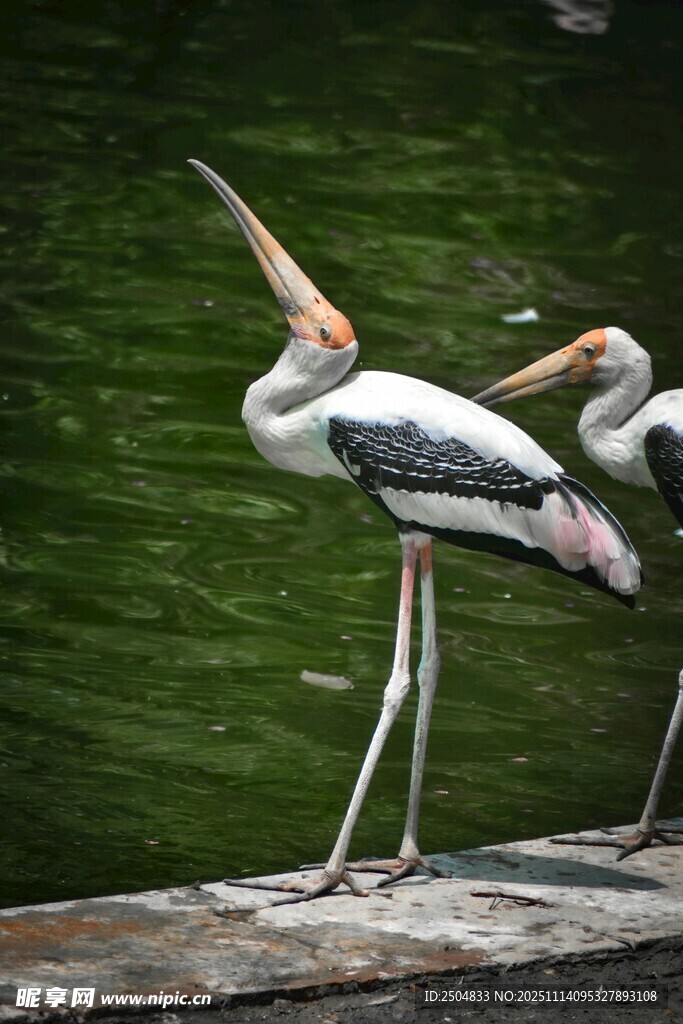 雙鸛立于水邊石臺(tái)