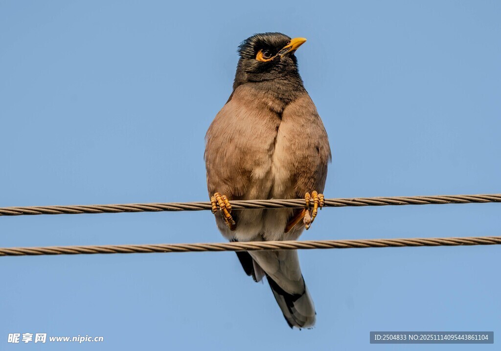 電線(xiàn)上的兩只小鳥(niǎo)