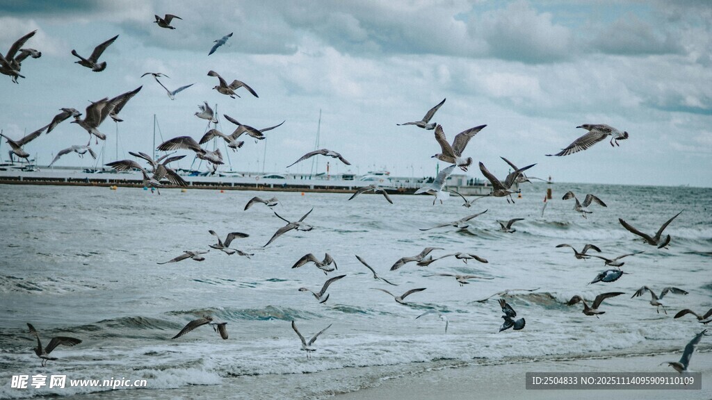 群鳥翱翔于海邊天空