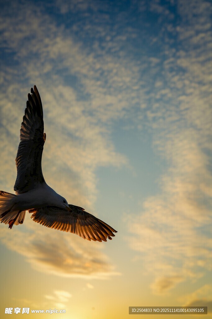 夕陽下翱翔的飛鳥