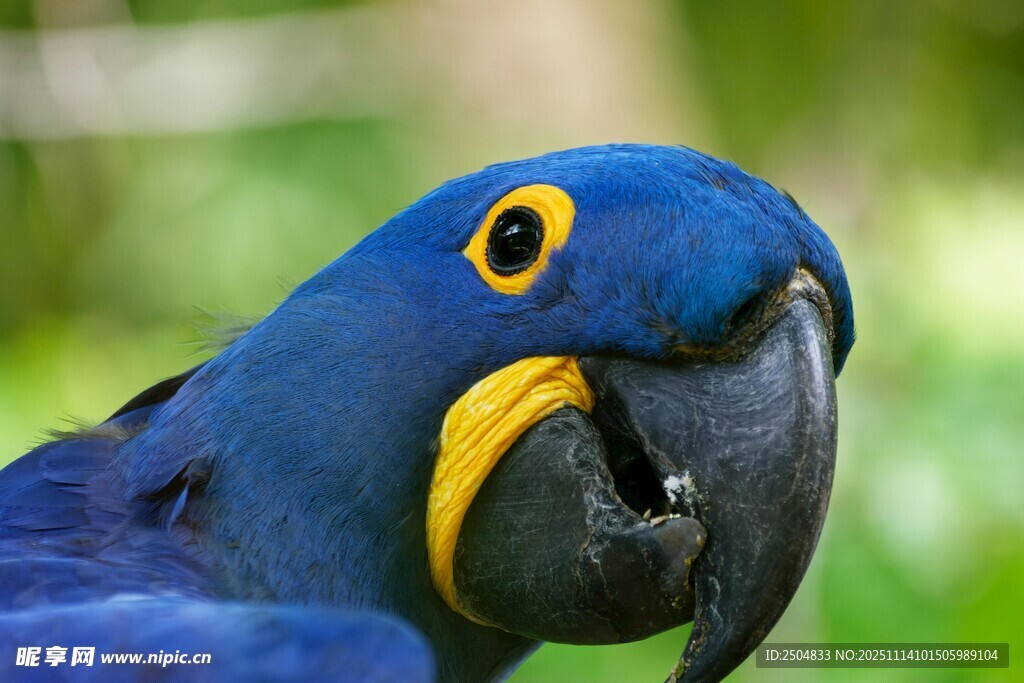 藍紫金剛鸚鵡特寫
