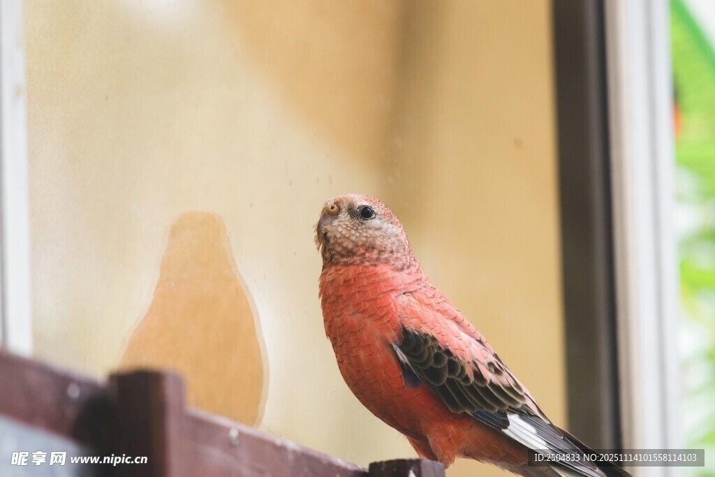 窗邊紅羽小鳥