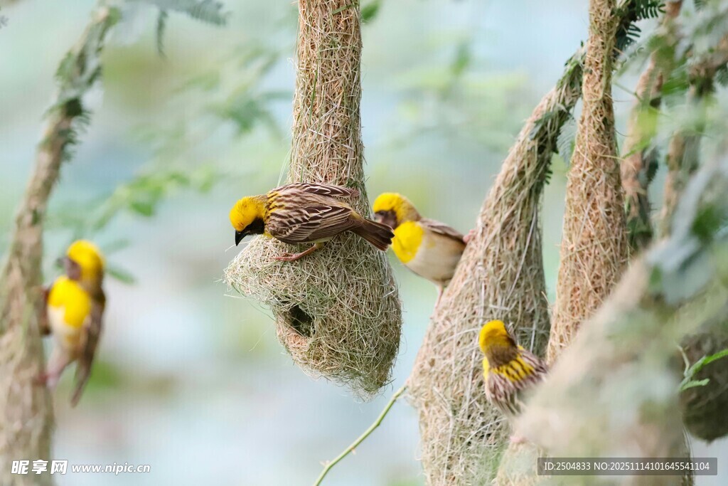 樹上黃胸織布鳥忙碌筑巢