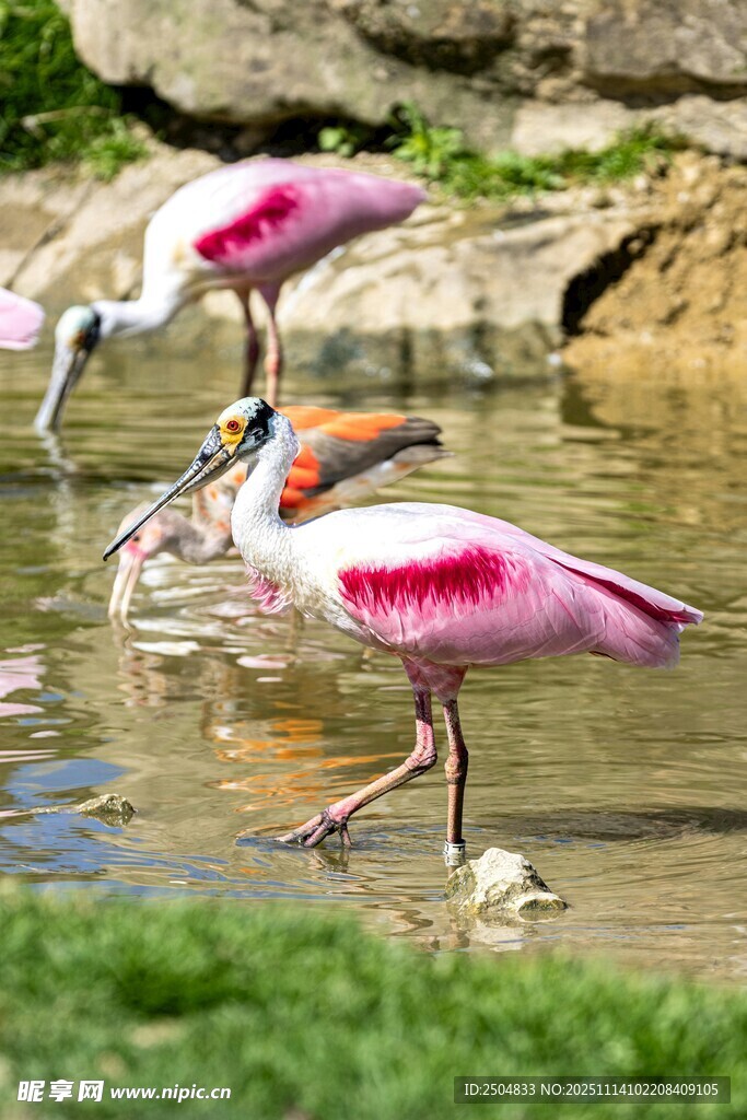 粉紅琵鷺于水邊優(yōu)雅漫步