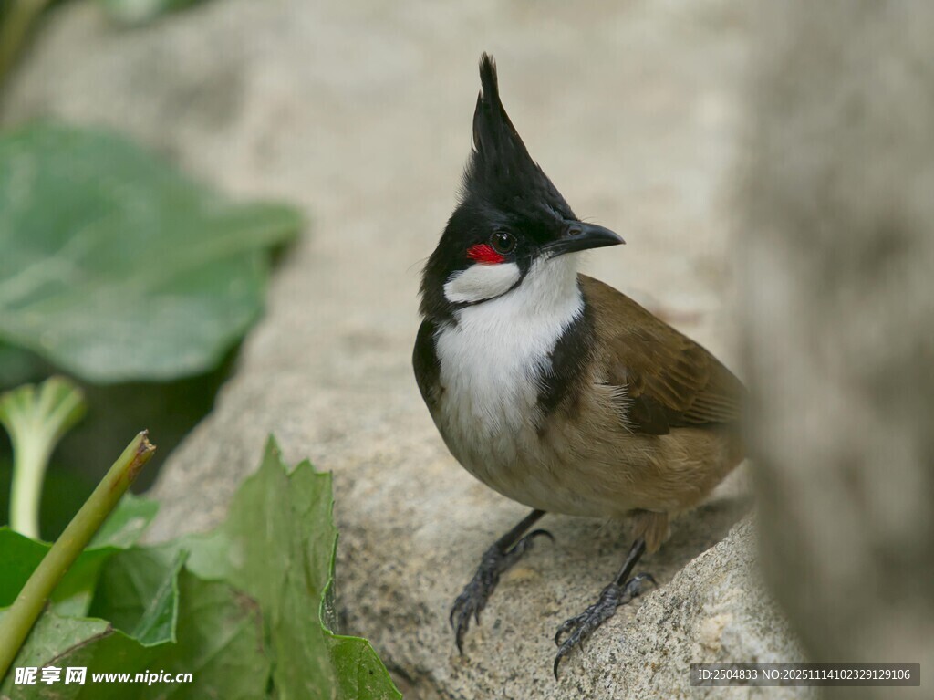 黑冠黃鵯站于石上
