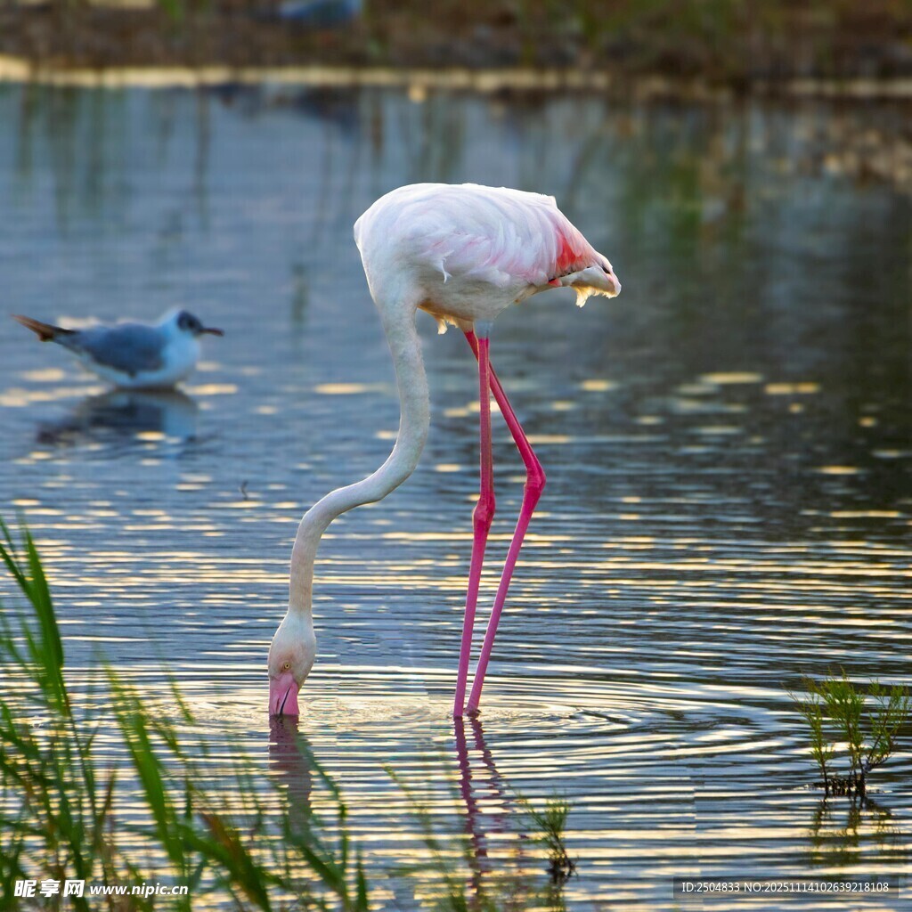 火烈鳥水中優(yōu)雅覓食