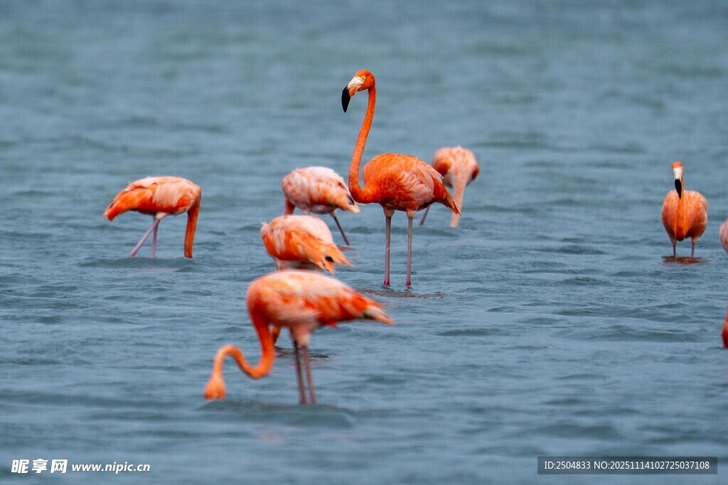 水中的火烈鳥群