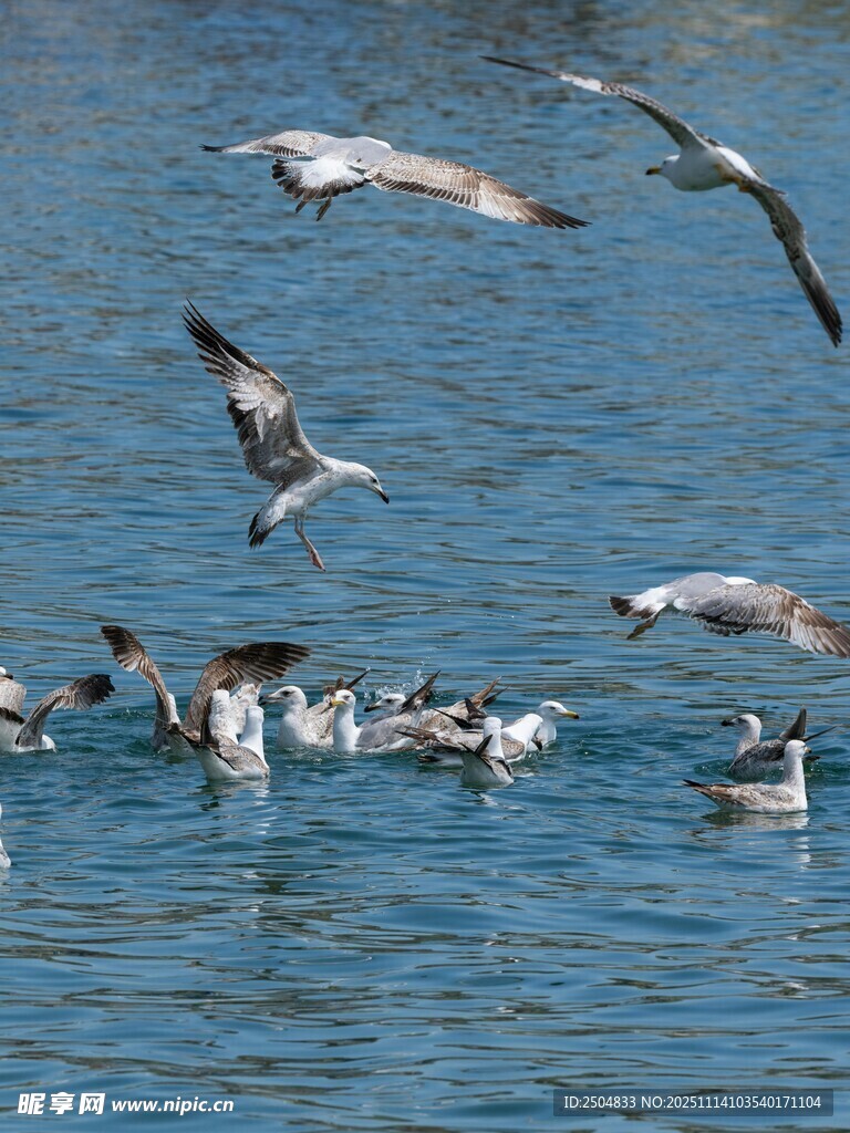海面上飛翔與游動(dòng)的鳥(niǎo)兒