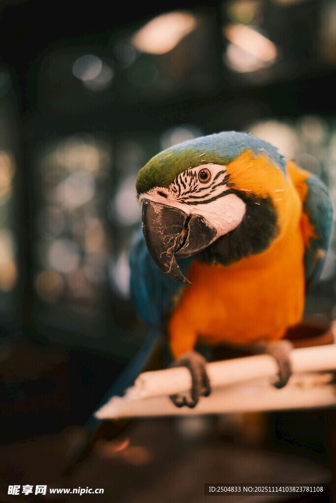 色彩斑斕的鸚鵡