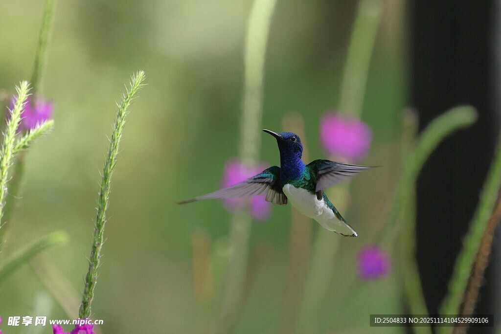 花叢中飛舞的美麗蜂鳥