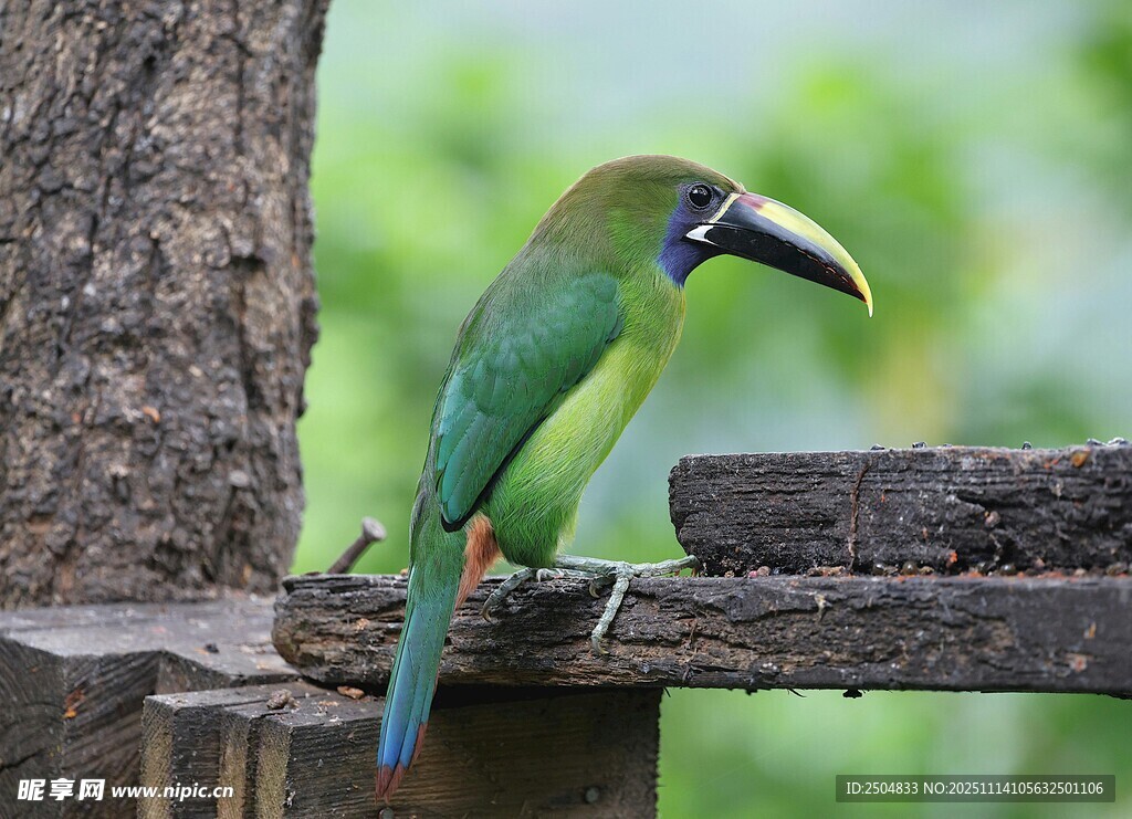 綠巨嘴鳥棲息于木架上