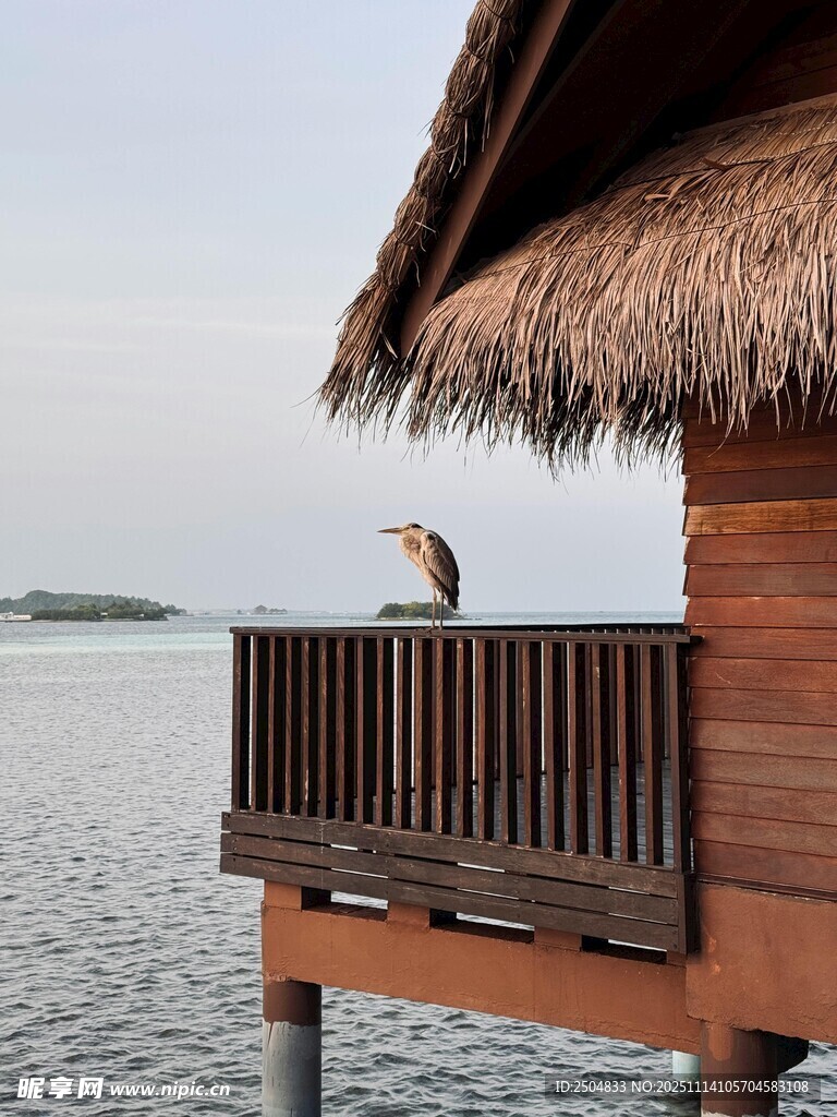 水邊木屋上的小鳥
