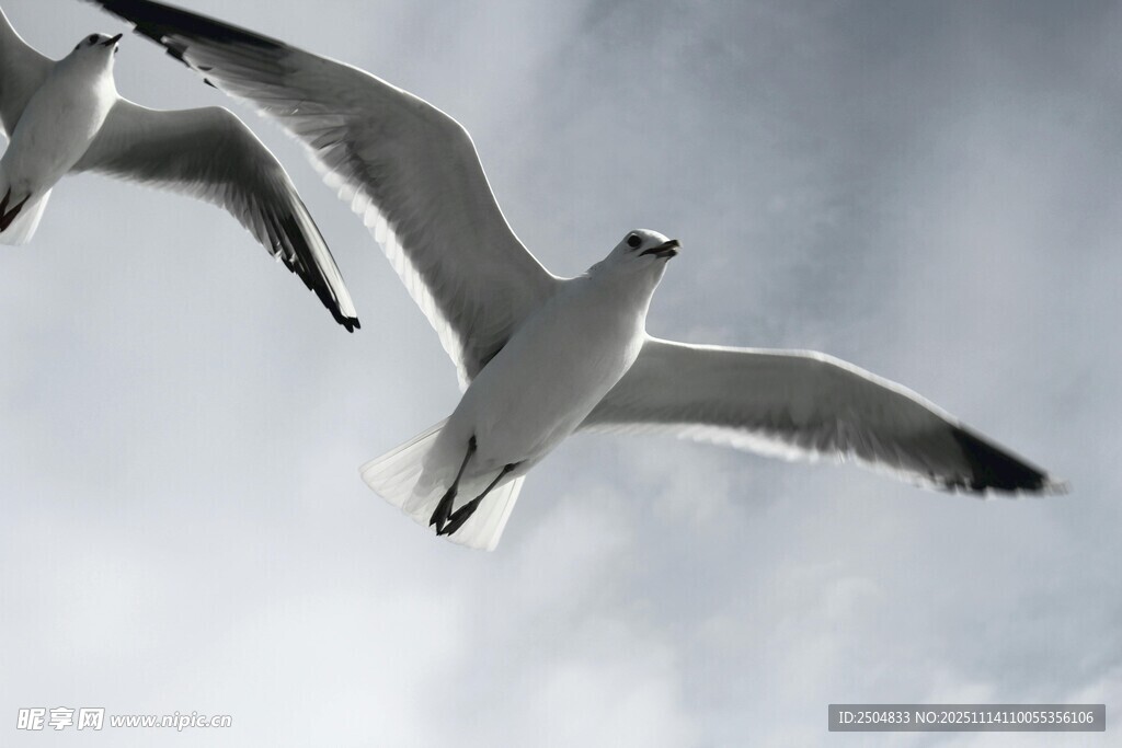 雙鷗翱翔天際