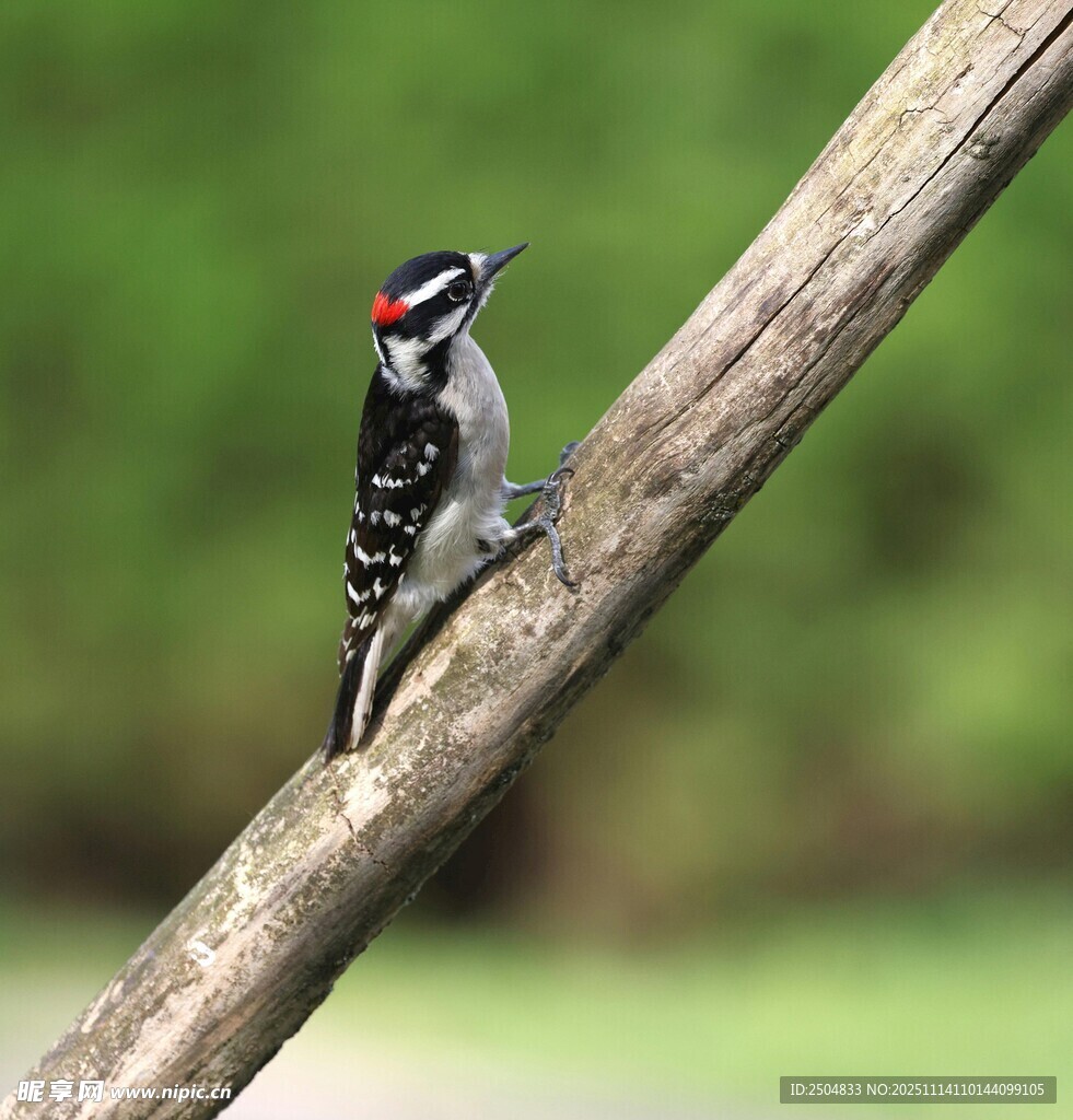 樹干上的啄木鳥