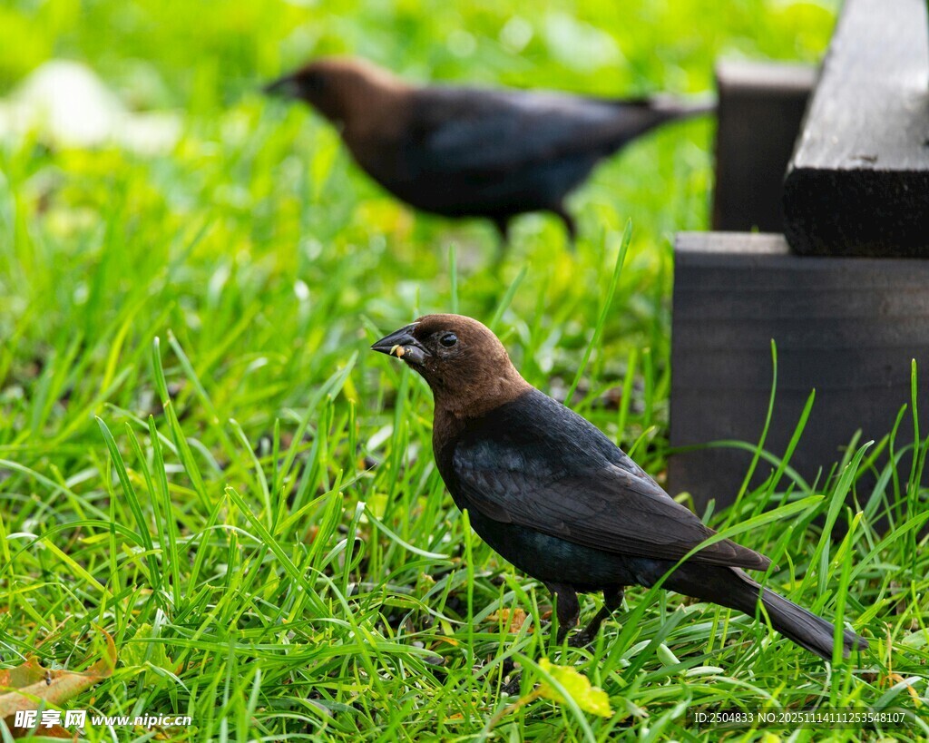 草地上的兩只小鳥(niǎo)