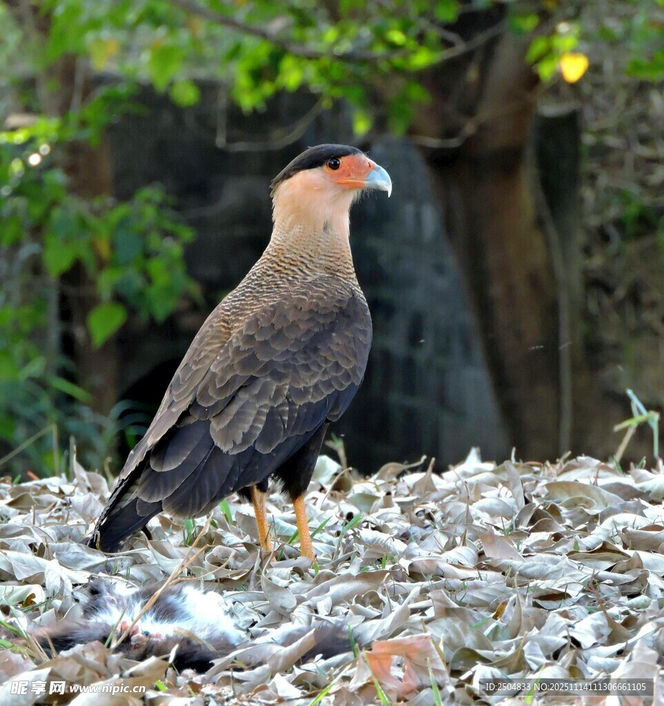 站立于碎石上的棕黑色飛鳥