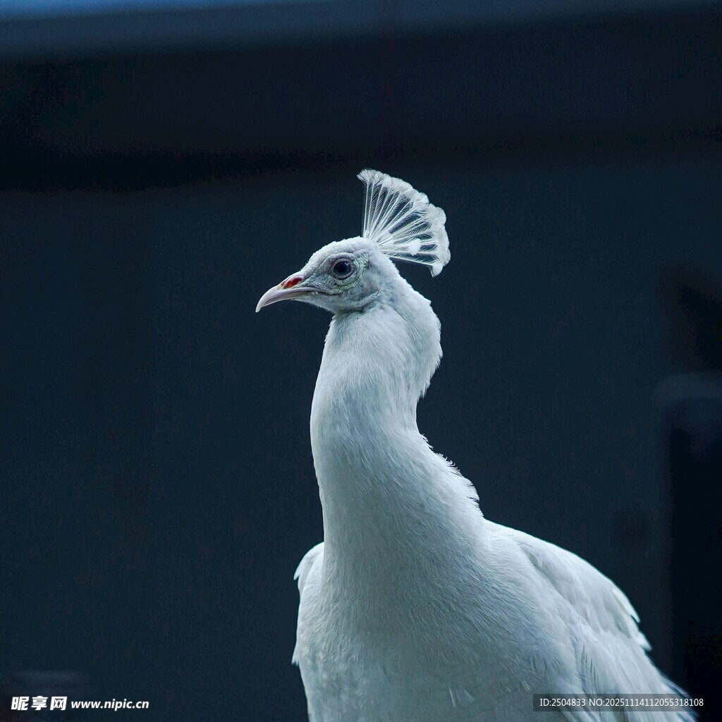 優(yōu)雅白孔雀特寫