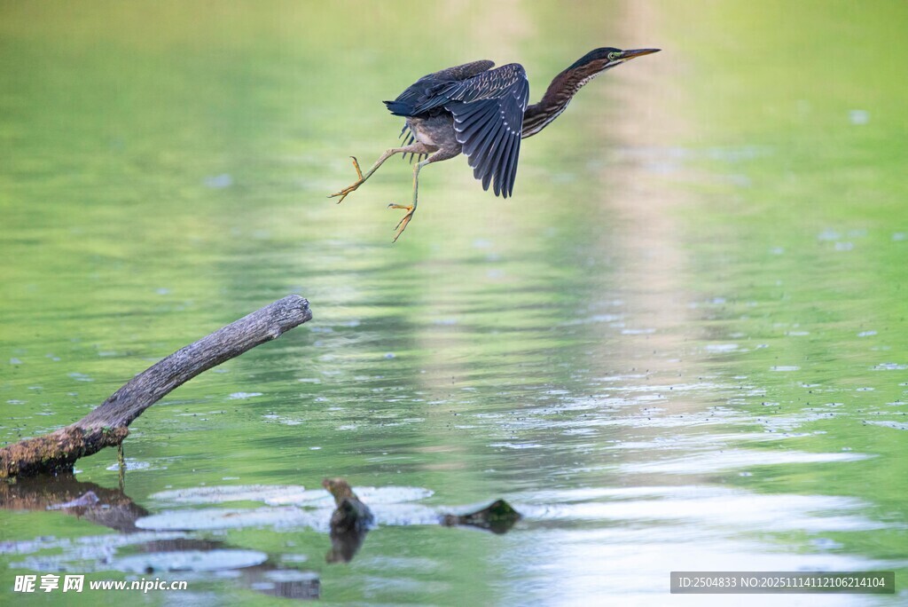 黑鳥于水面展翅欲飛