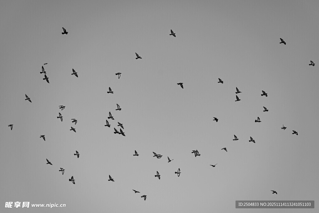 群鳥(niǎo)翱翔天空