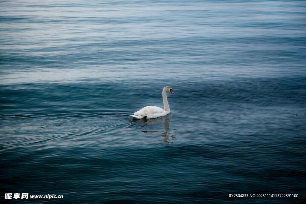 水面上獨自 弋的白天鵝