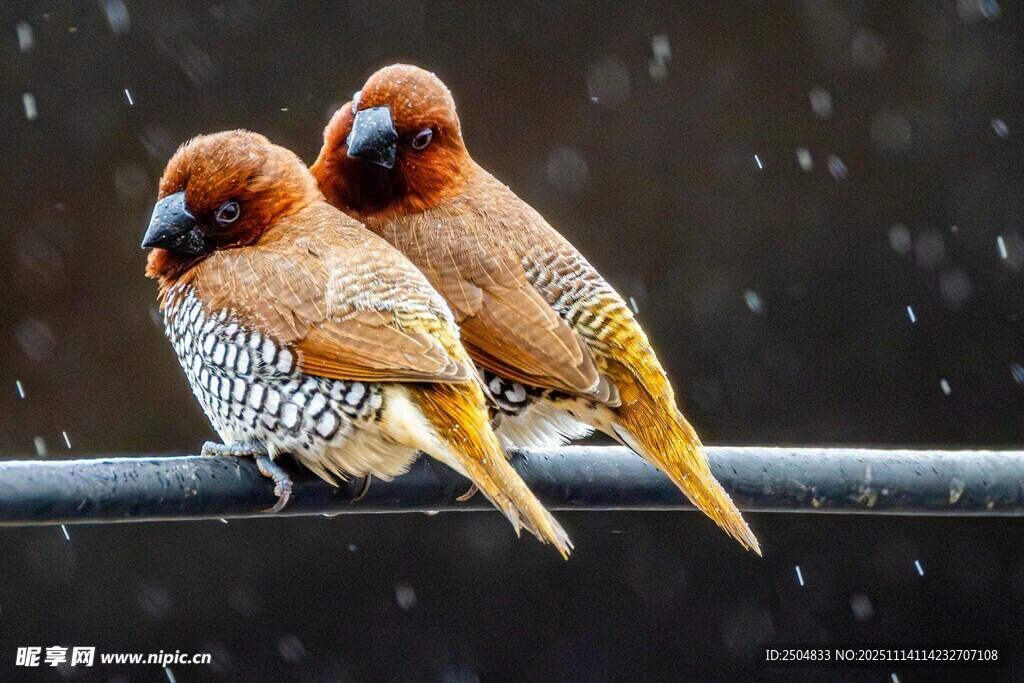 雙鳥依偎在桿上