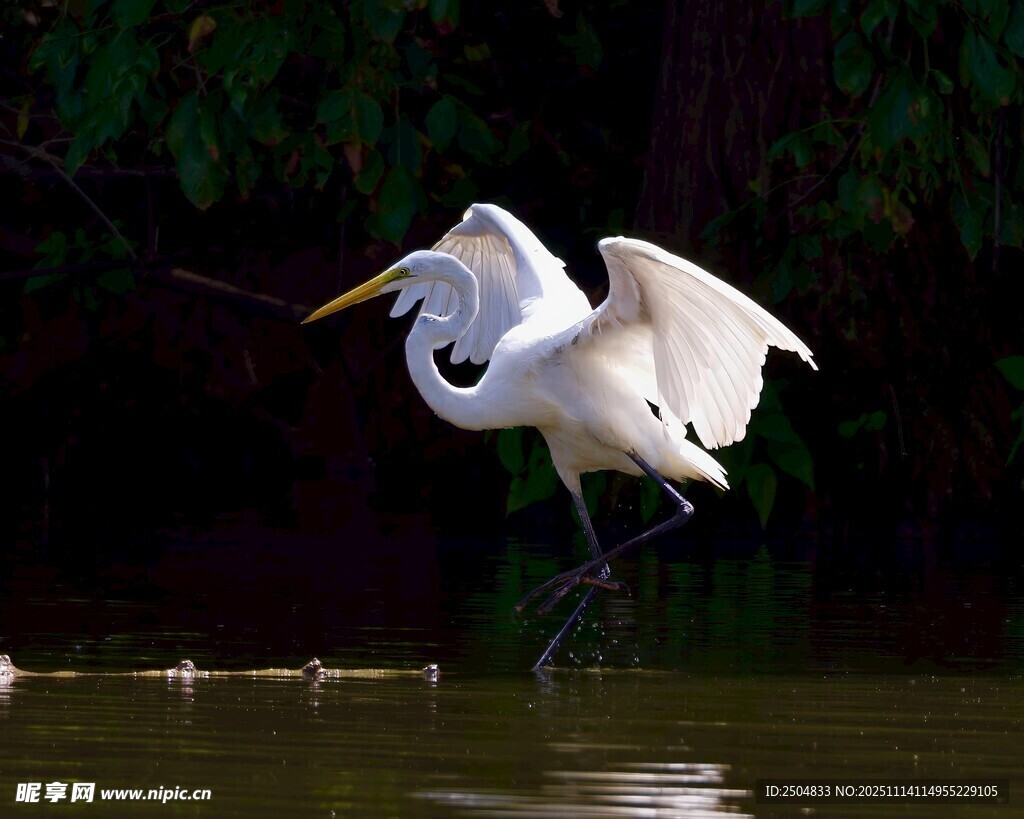 白鷺?biāo)姓钩崴查g