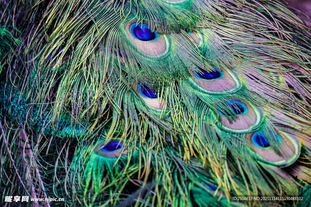 絢麗孔雀尾羽特寫