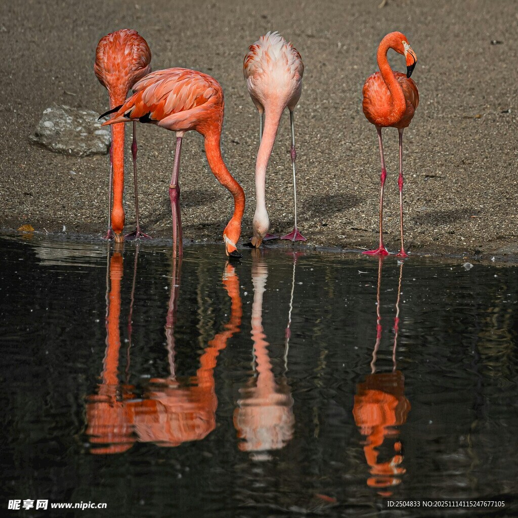 三只火烈鳥于水邊的倒影