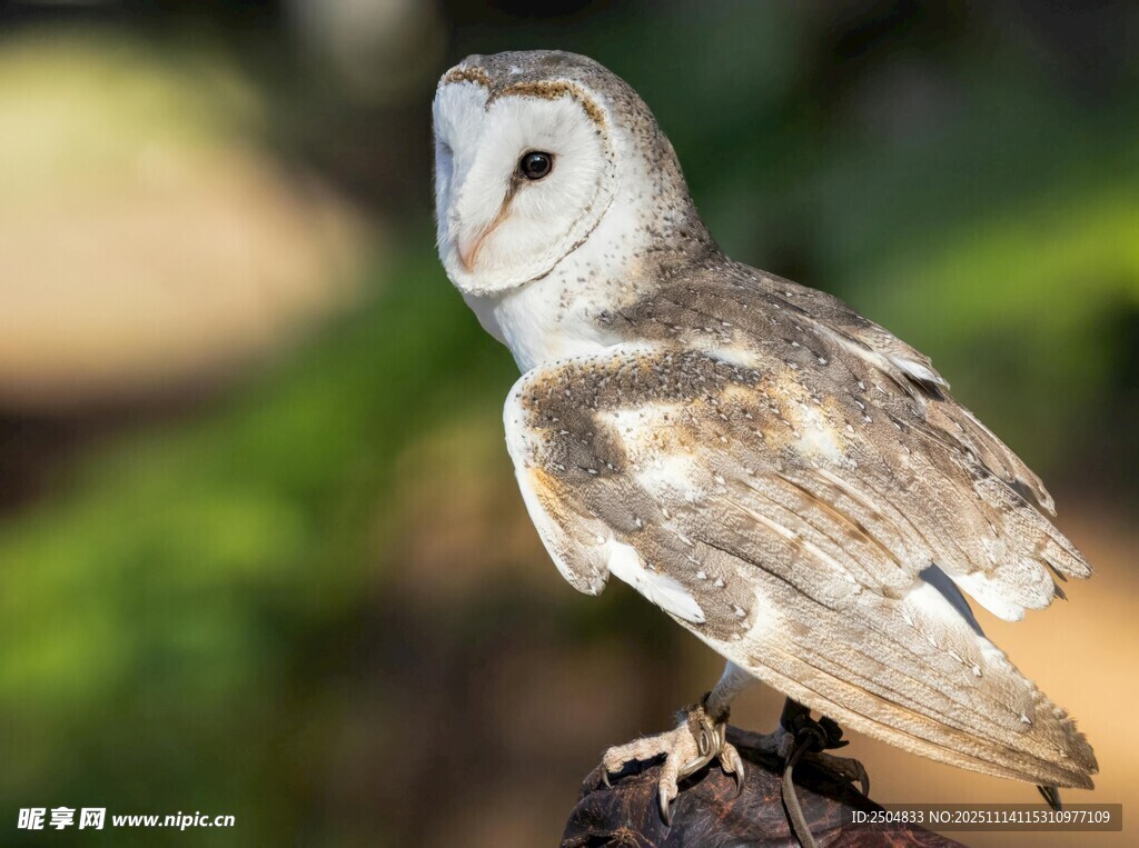 站在枝頭的谷倉貓頭鷹