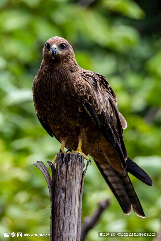 站在木樁上的雄鷹