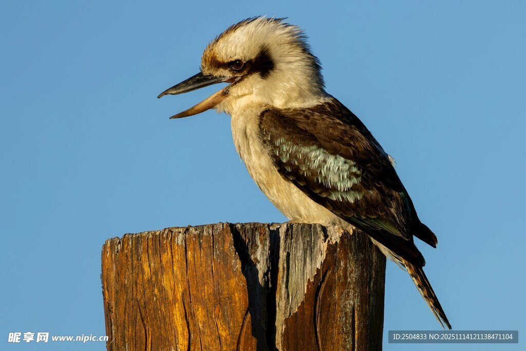 站在木樁上的笑翠鳥