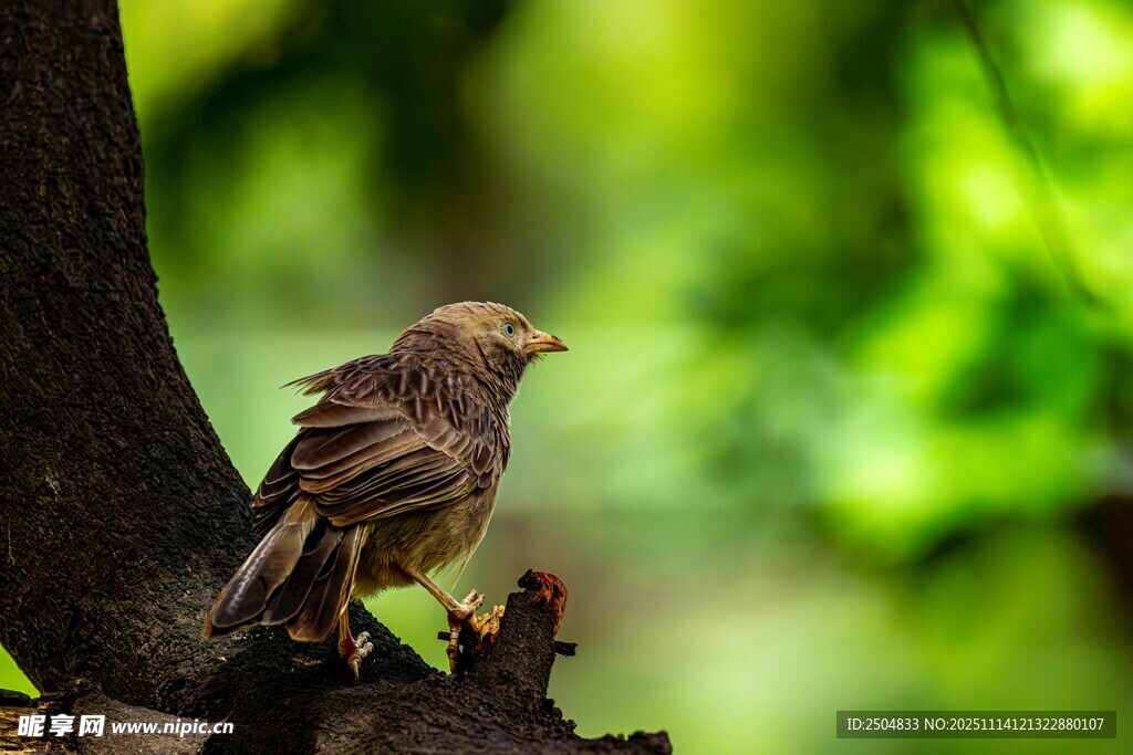 棲息于樹干的小鳥