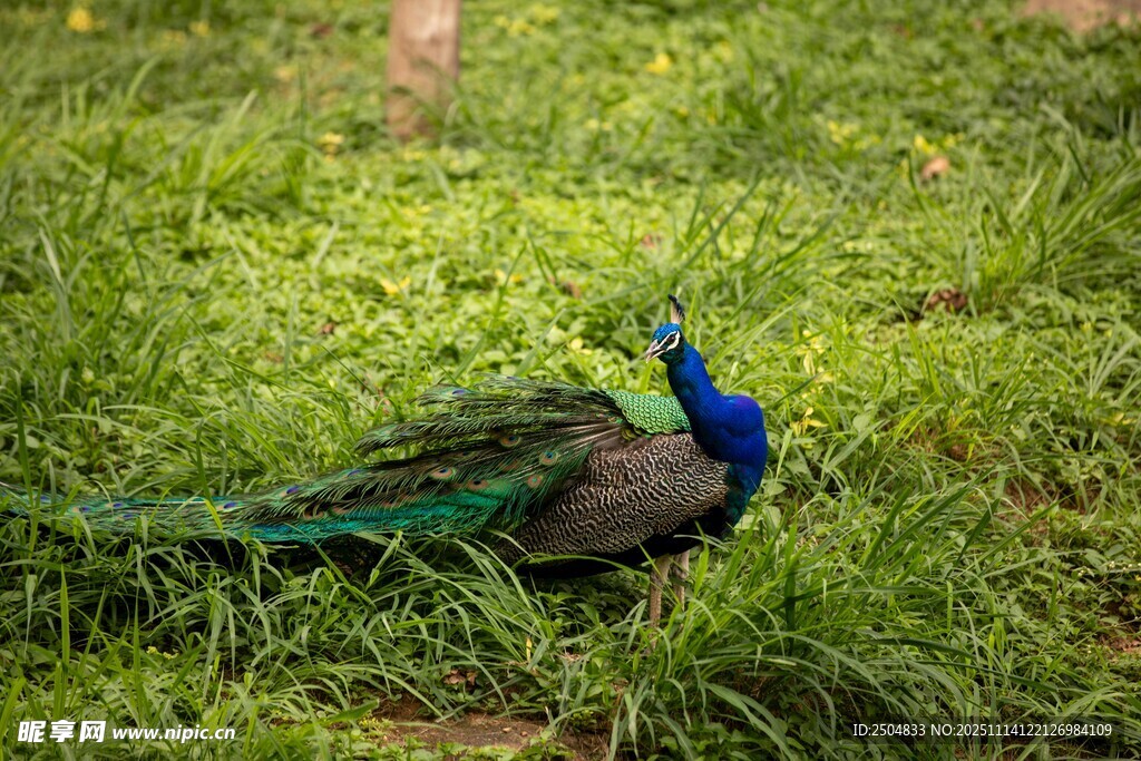 草地上的美麗孔雀
