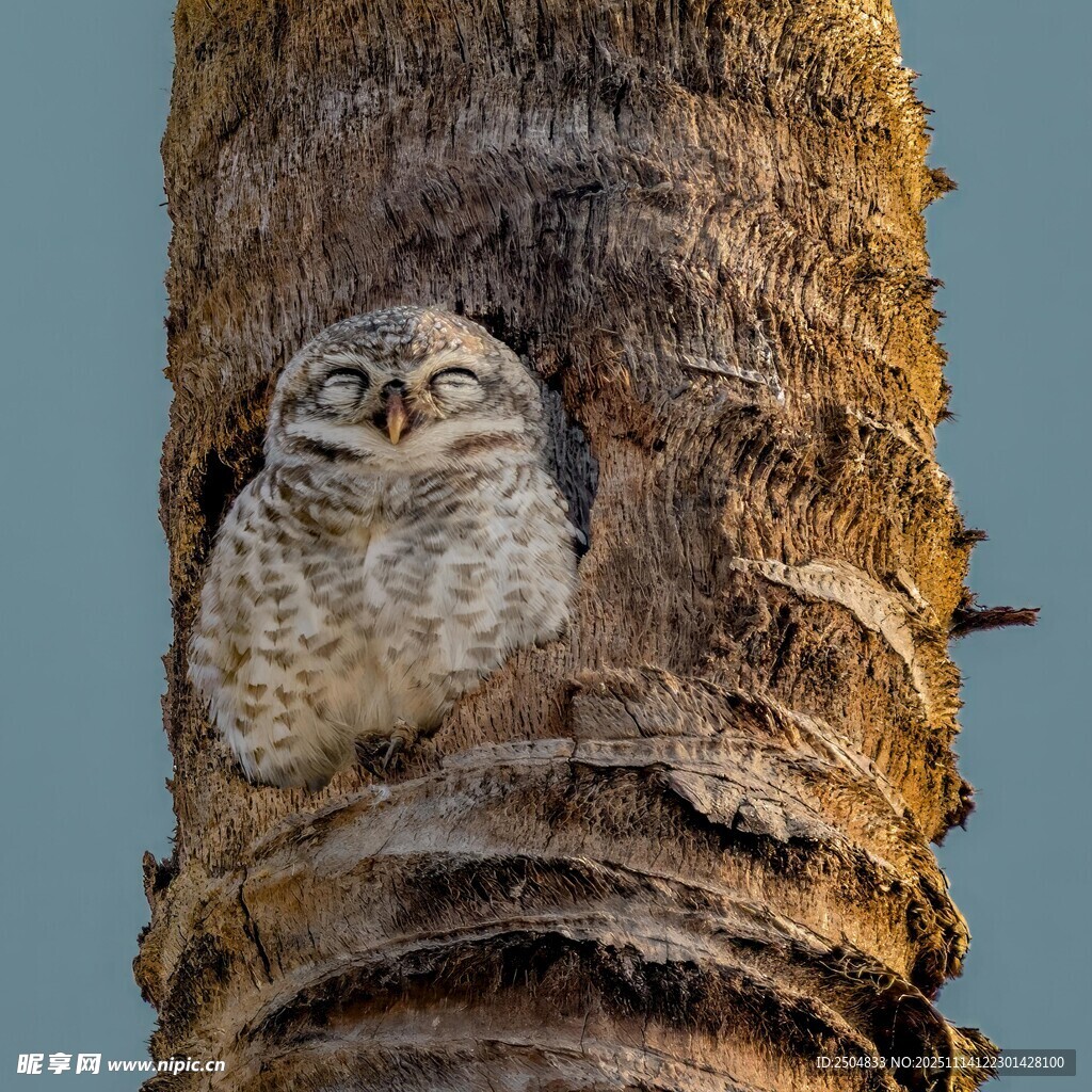 樹洞中的貓頭鷹