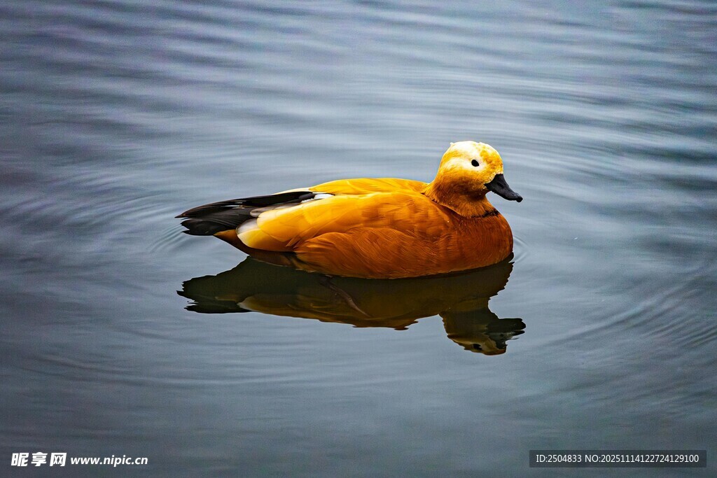 水中悠閑的橙羽鴨子