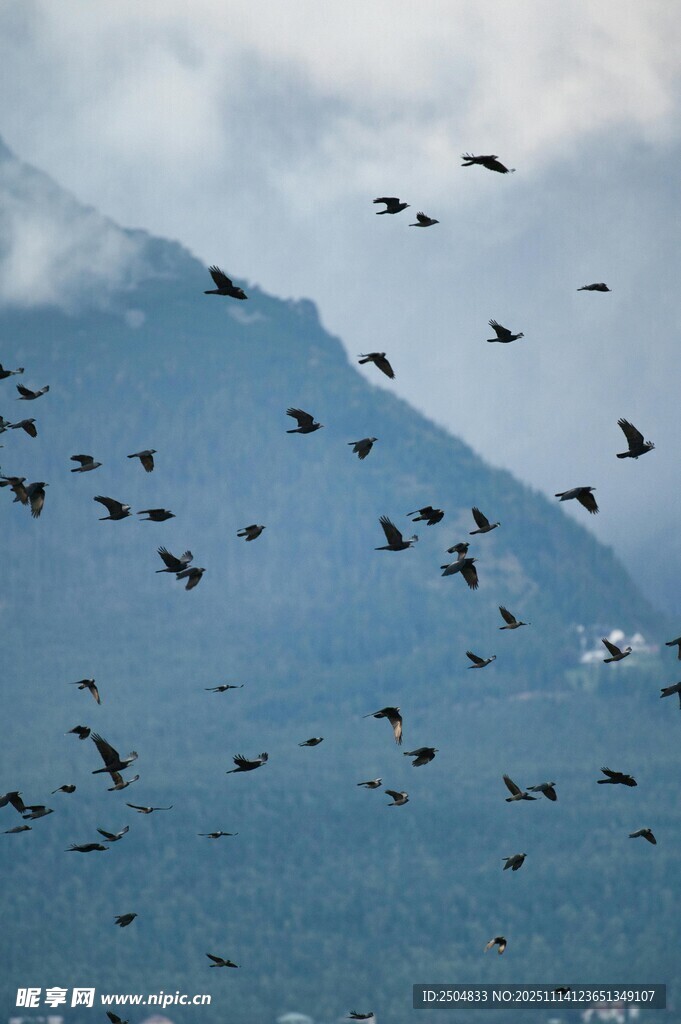 群鳥翱翔于山水之間