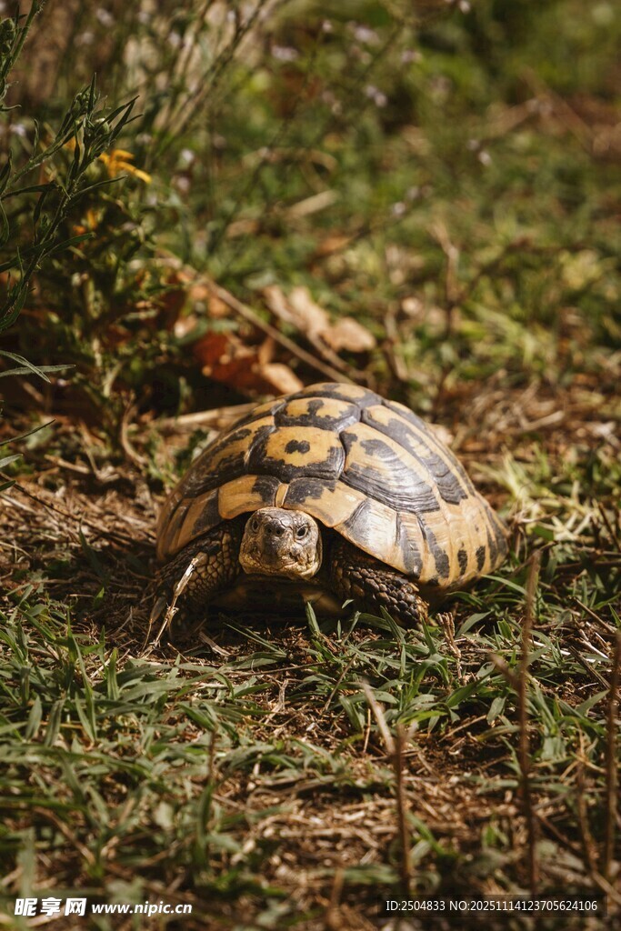 草地上的烏龜