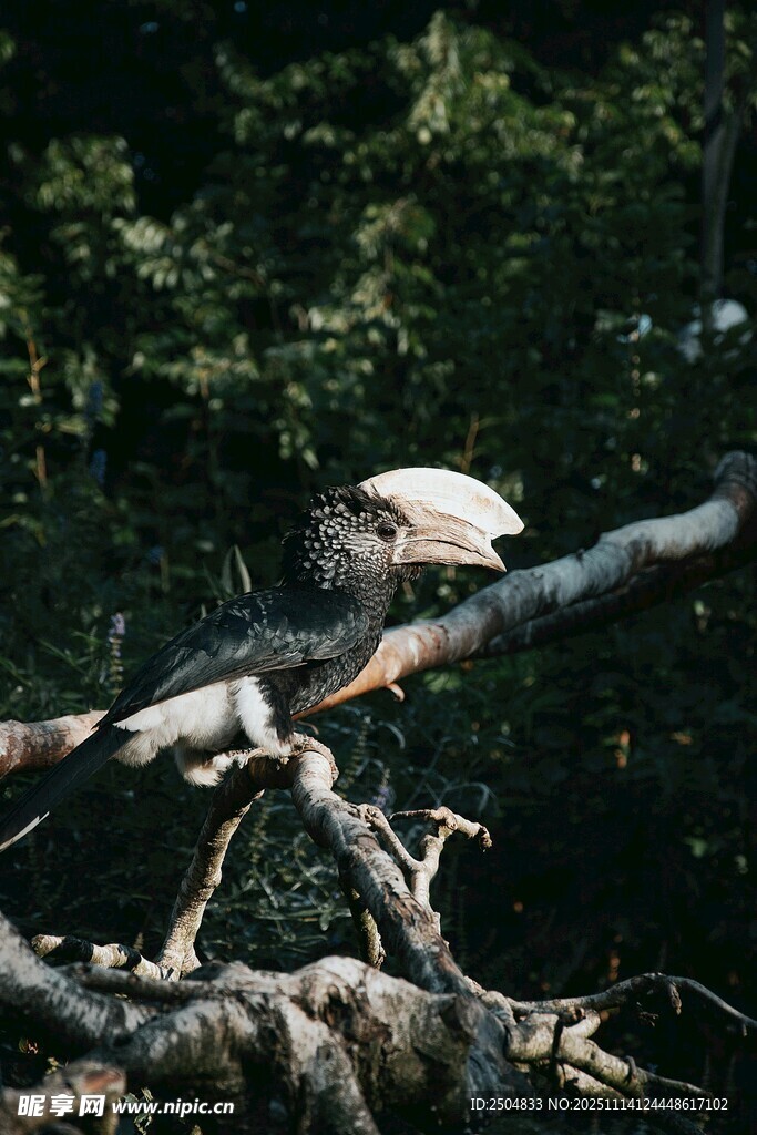 枝頭巨嘴鳥(niǎo)