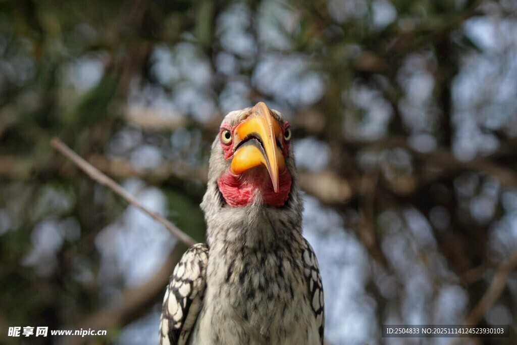 色彩斑斕的犀鳥特寫