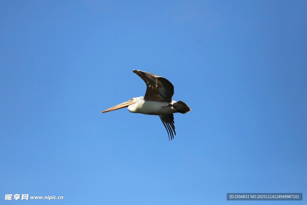 藍(lán)天中飛翔的矯健鳥(niǎo)兒