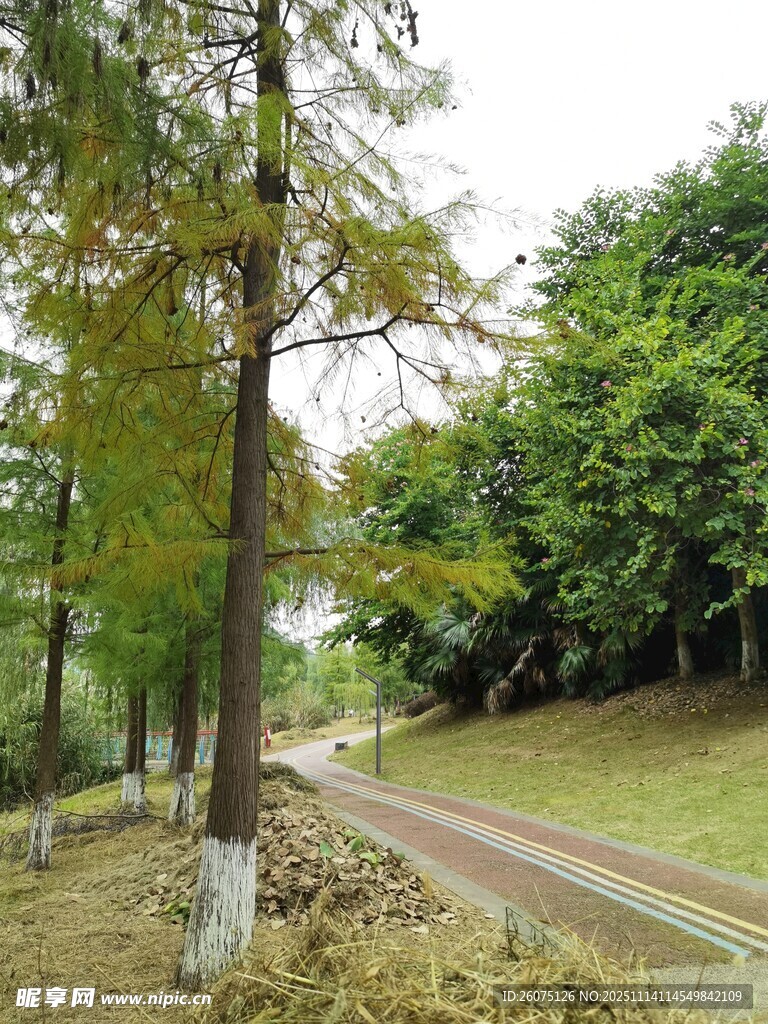 林間蜿蜒小路的自然景致