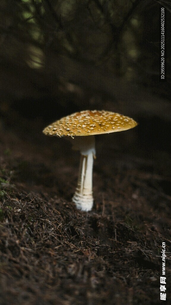森林中的黃色斑點蘑菇