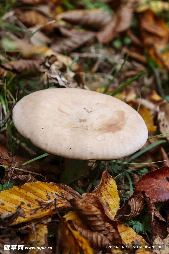 落葉中的白色蘑菇