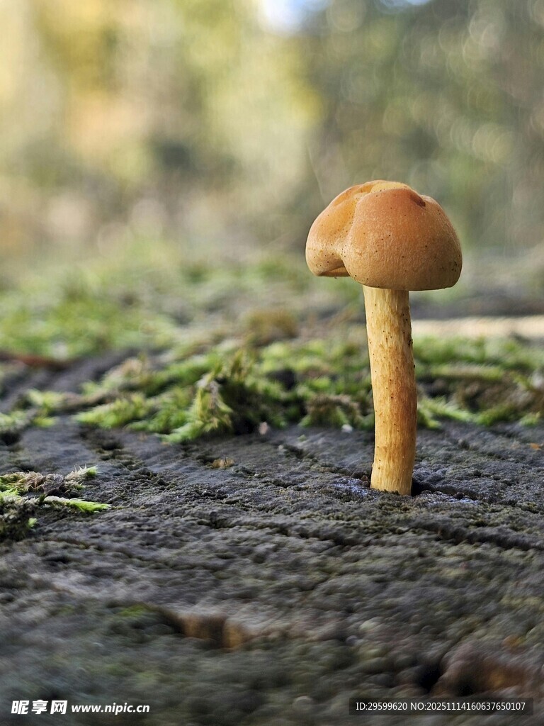 木頭上的小蘑菇