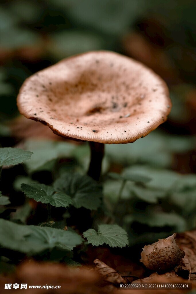 森林中的蘑菇特寫