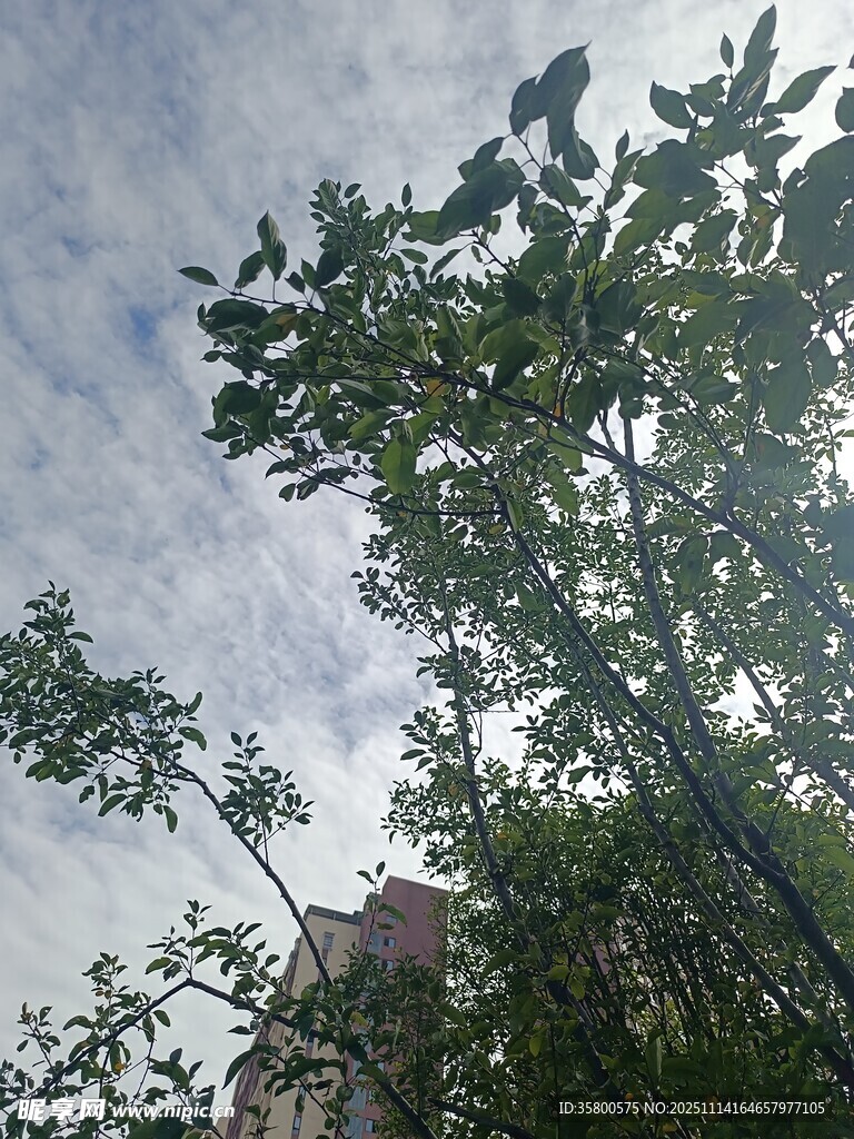 仰視綠樹與天空的景致